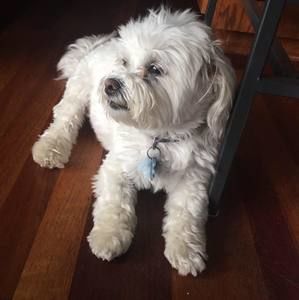 Meet your Posher, Abigail